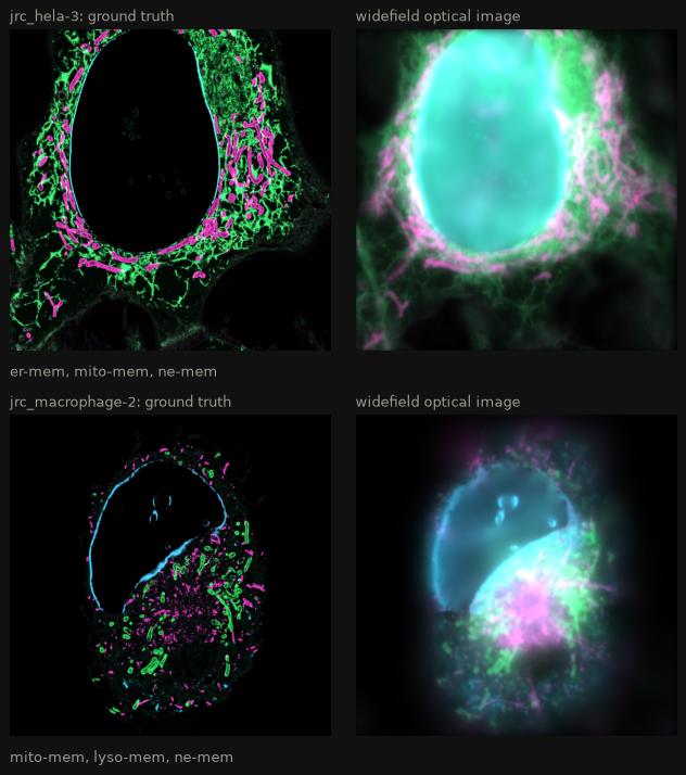 Three labels from two OpenOrganelle datasets