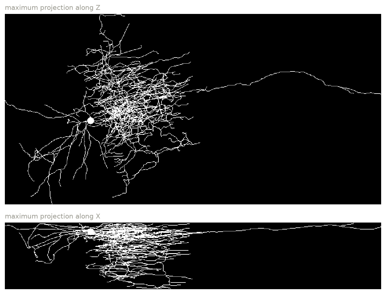 An Allen neuron reconstruction rendered as a mask