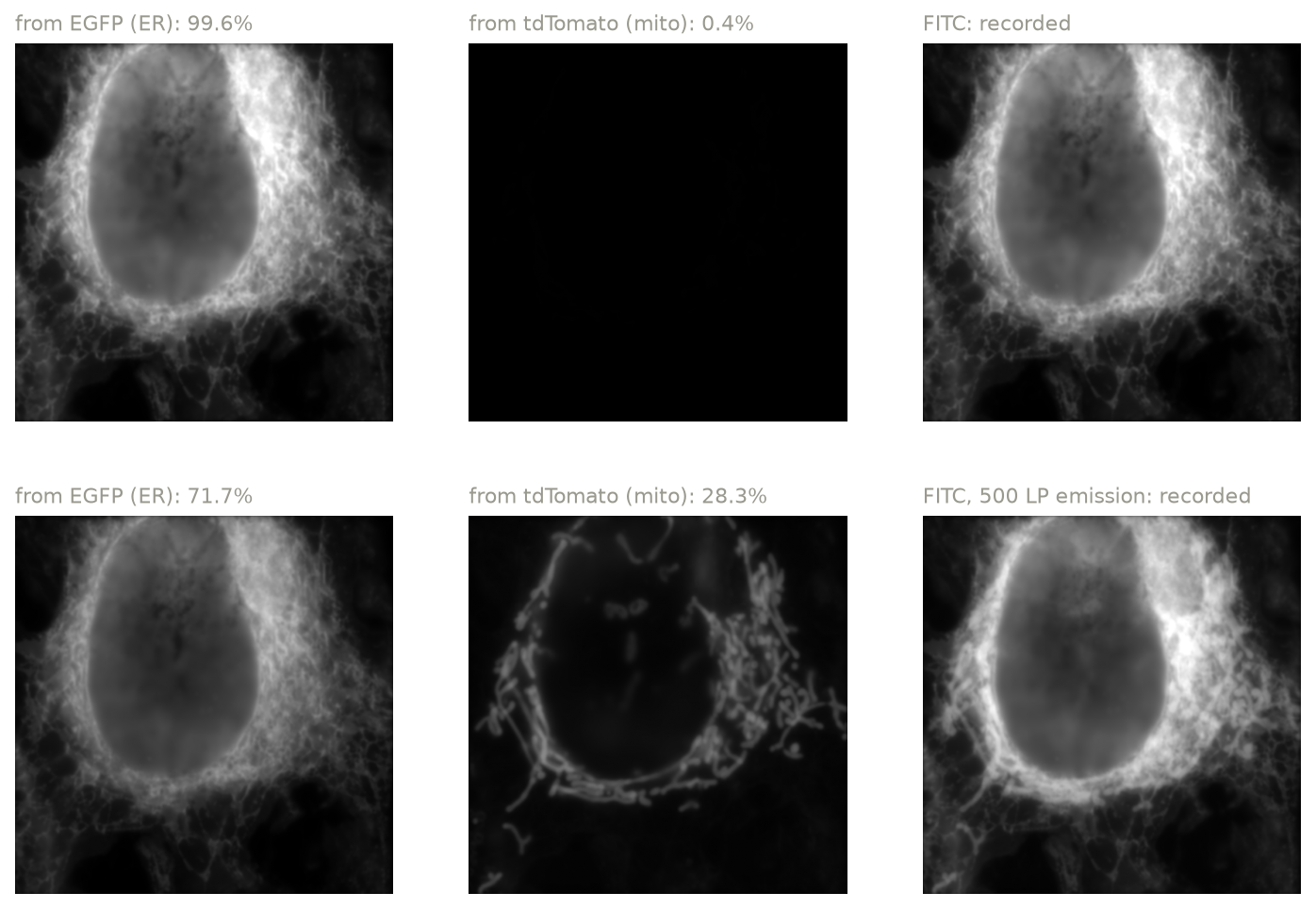 EGFP and tdTomato in two green channels