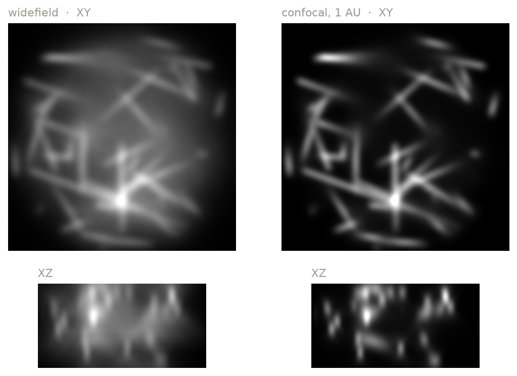 The same sample in widefield and confocal