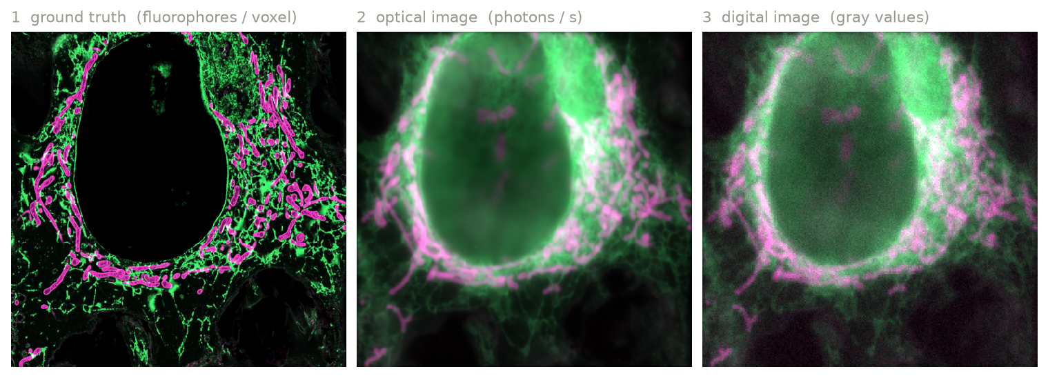 The three spatial stages, for a two-color simulation of a HeLa cell